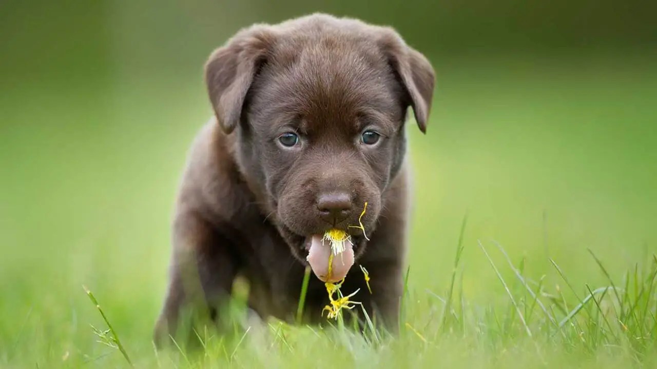 Eating A Weird Object