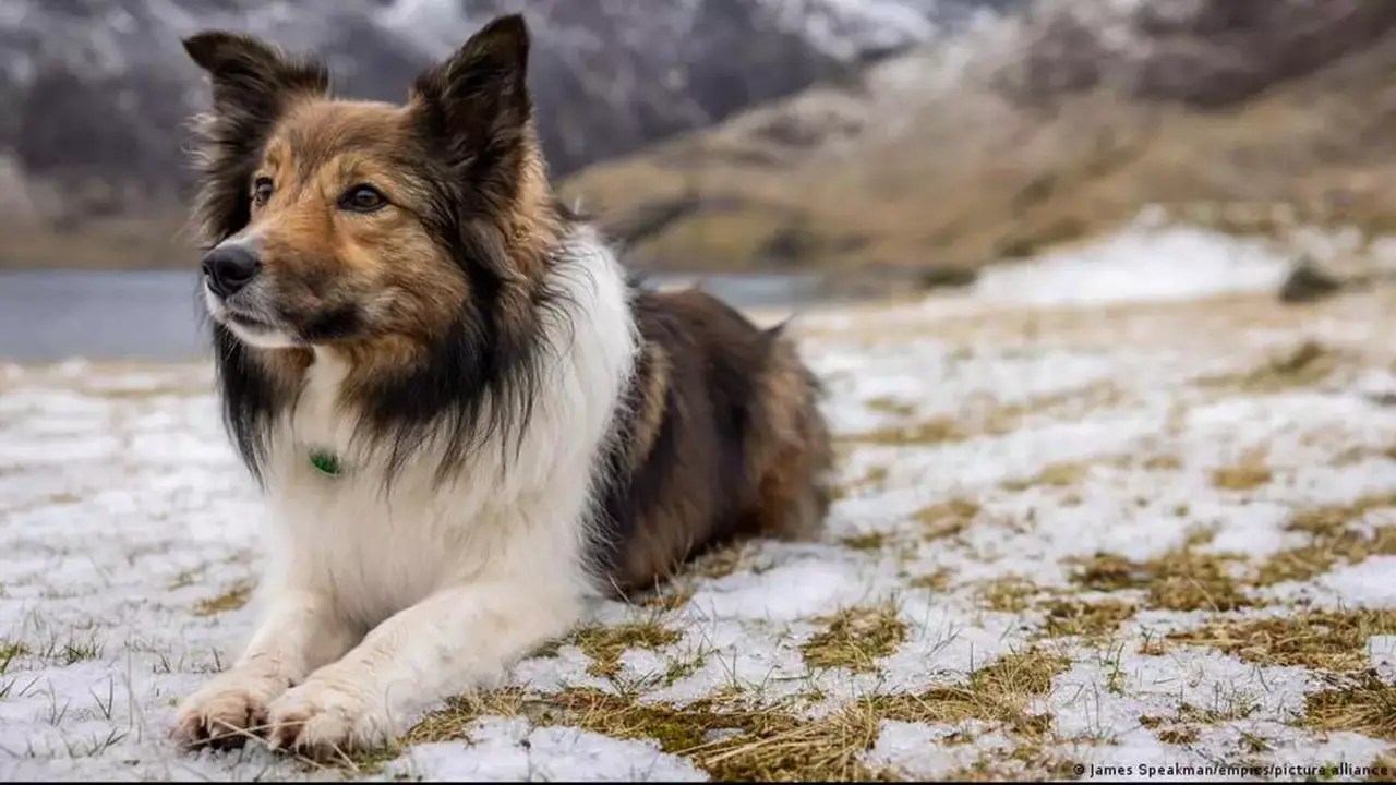 When A Female Dog Is Leaking Clear Fluid 8 Possible Causes