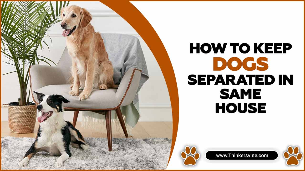 How To Keep Dogs Separated In Same House Explained