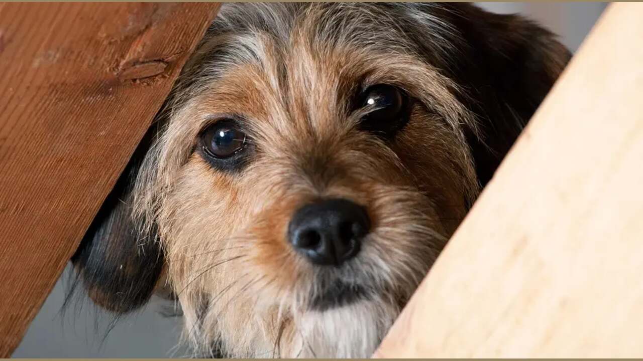 How To Maintain Schnauzer-Beagle Mix