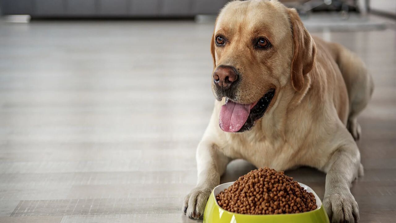 How To Transition Your Dog To A New Food