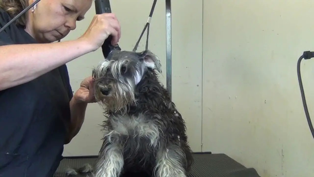 Leave The Ears To Set Up Naturally