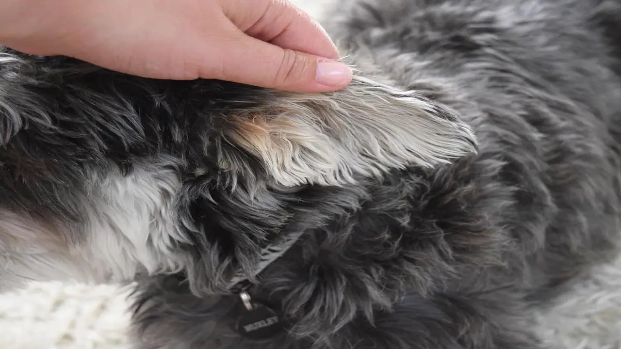 Rub The Ears