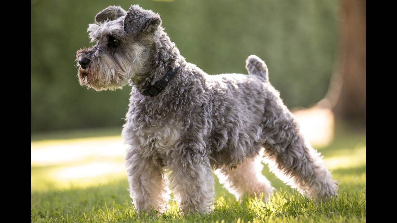 Schnauzer-Beagle Mix Exercise