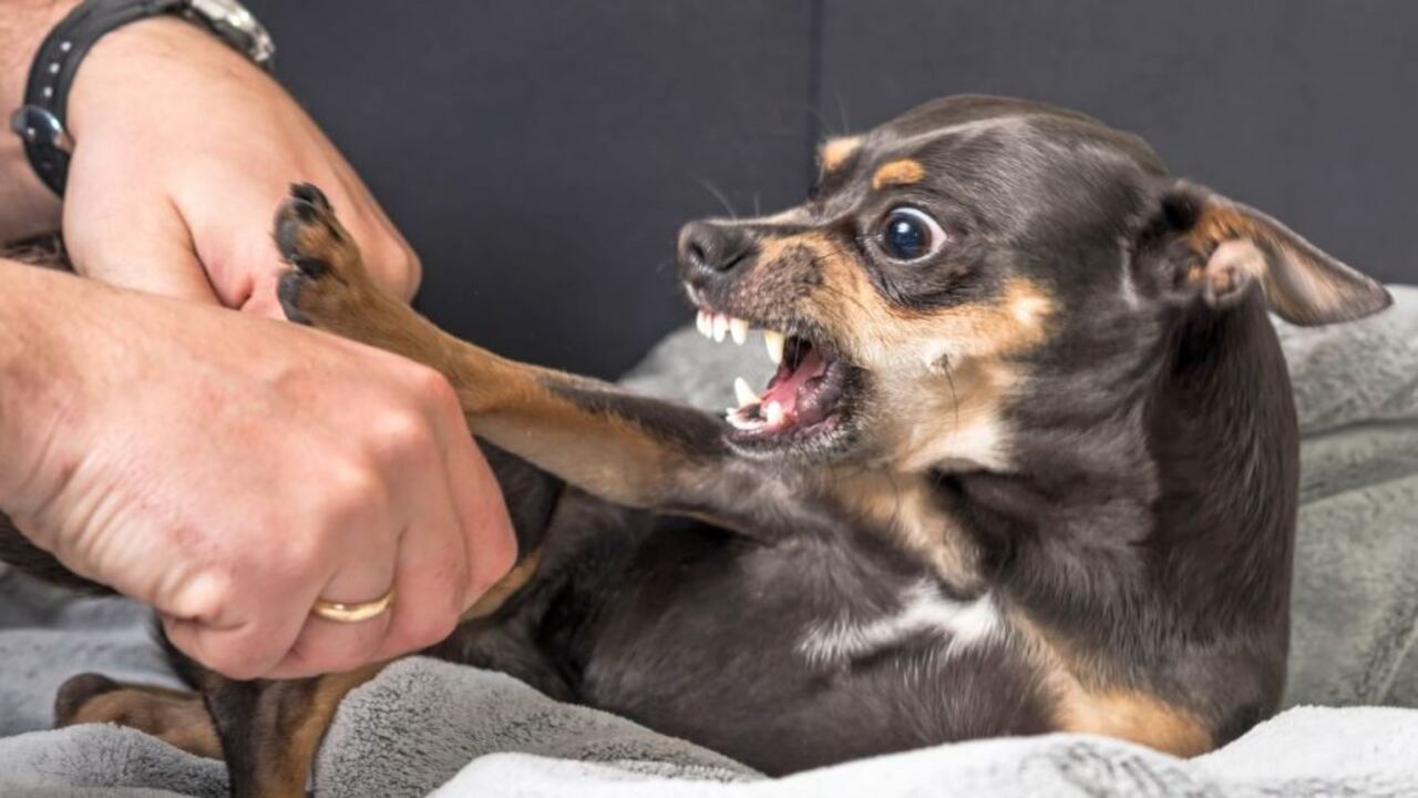 Showing Aggressive Behavior