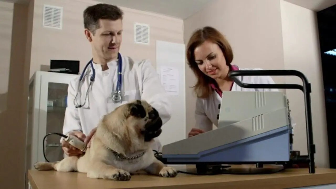 Tips For Preventing And Managing Clear Fluid Leakage In Female Dogs