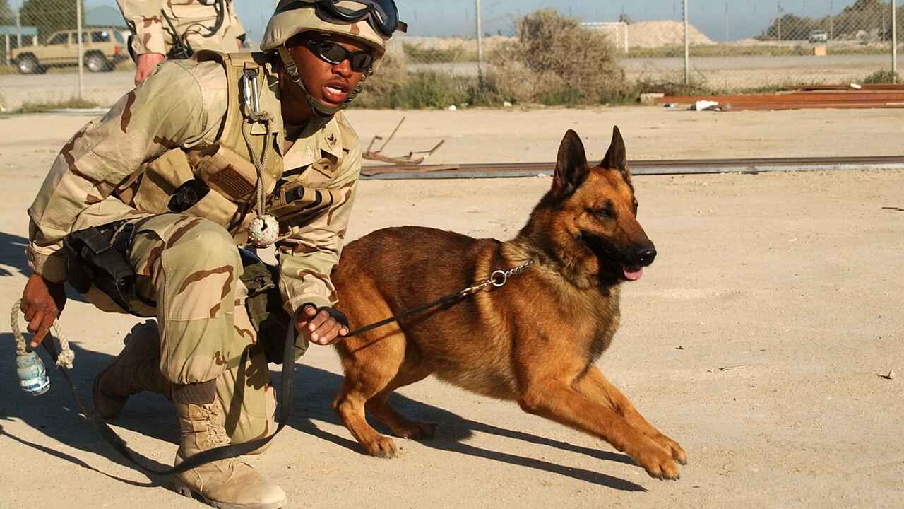 What Are Military Dogs & What Do They Do