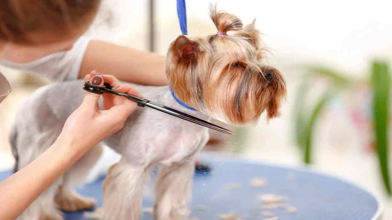 Can You Shave A Tibetan Mastiff? [Grooming Secrets]