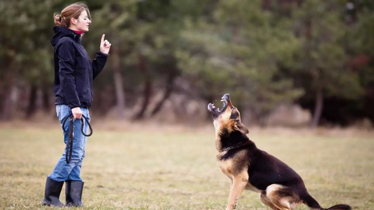 Are Your Pack Alpha Dog Having Behavior Issues