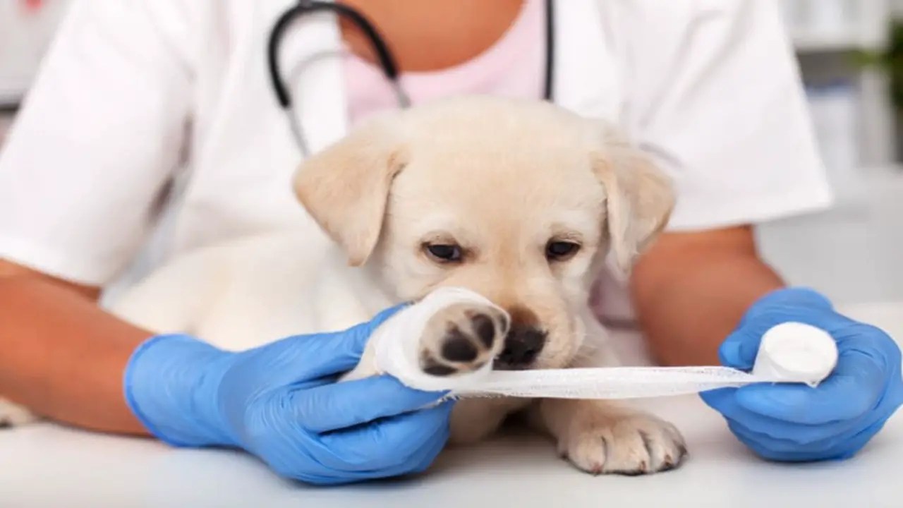 Expert Tips For Using Polysporin On Dogs