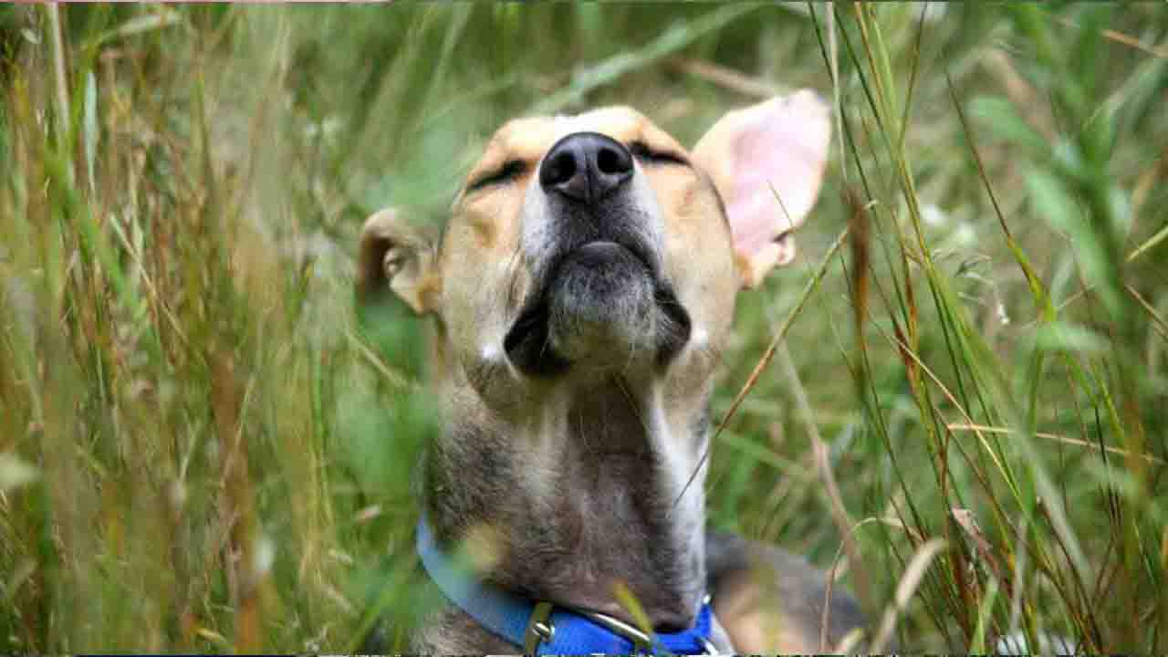 Gradual Reintroduction