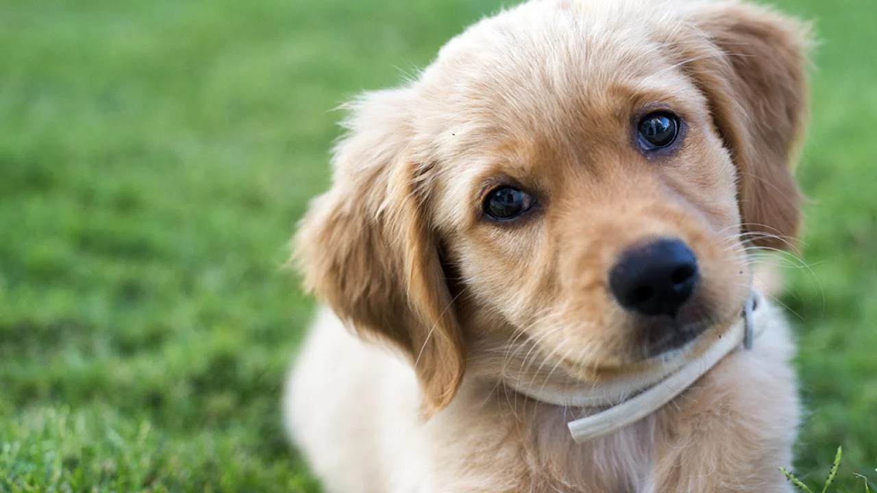 Health Problems Comparison Of Both Breeds