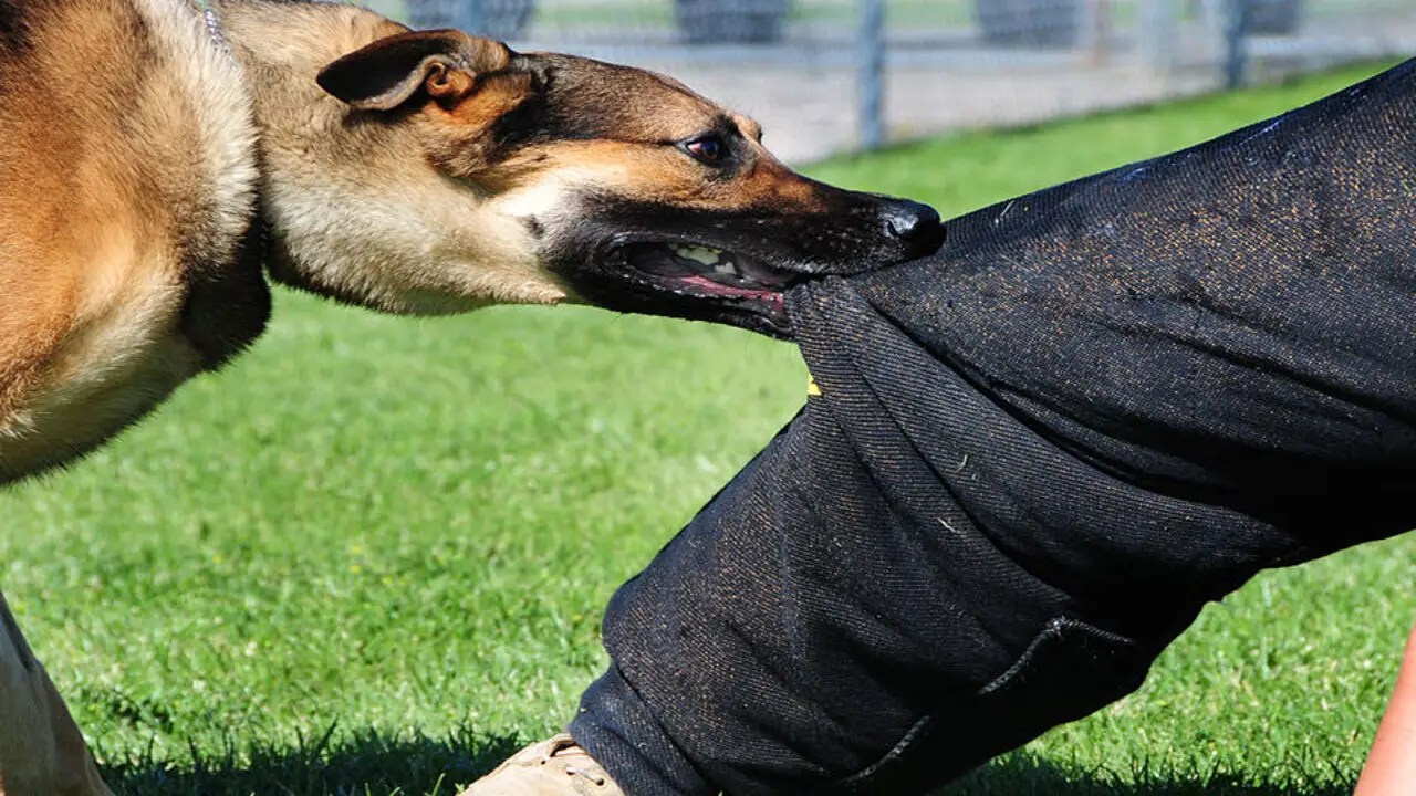 How to Prevent Dog Bites