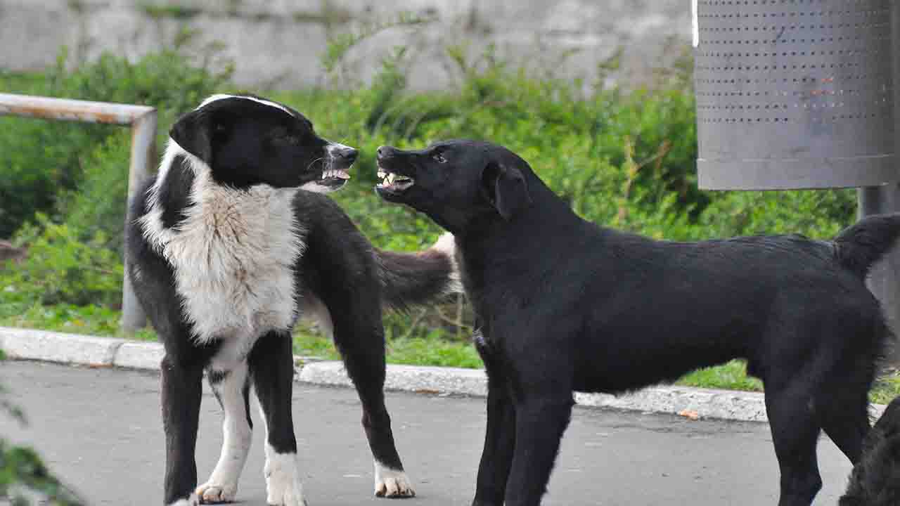 How To Reintroducing Dogs After A Fight 11 Effective Tips