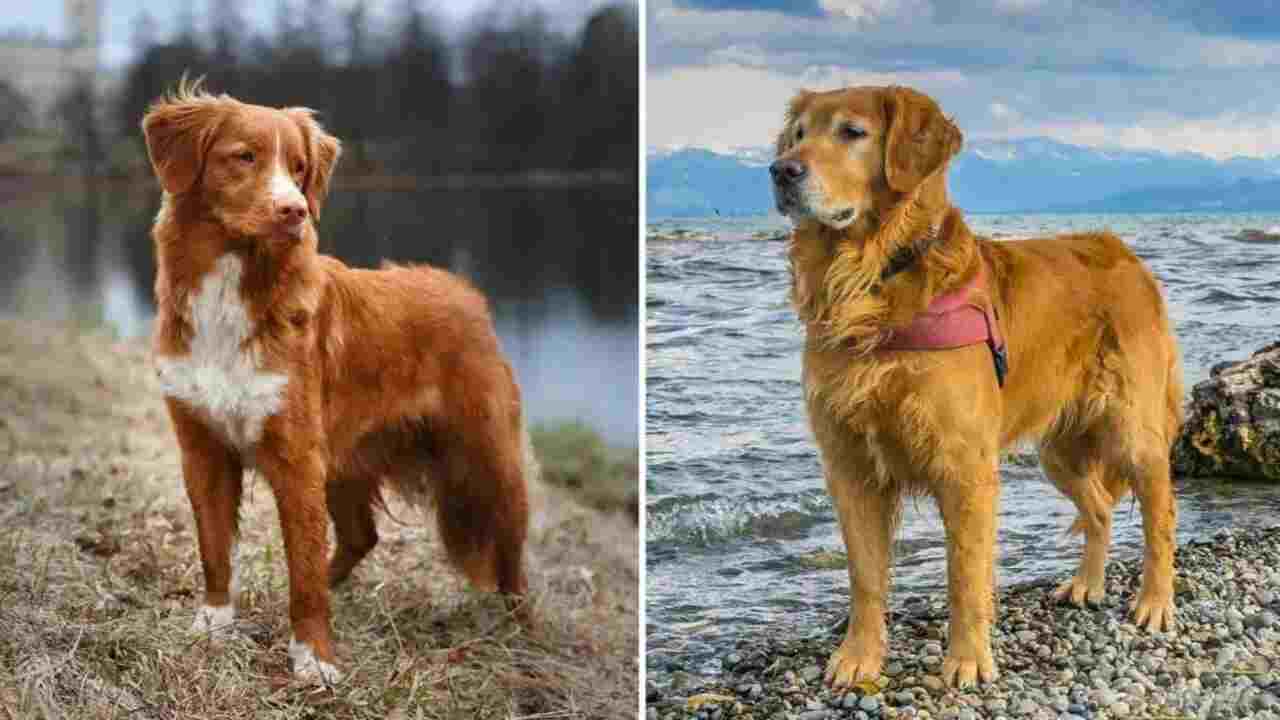 Shedding Comparison