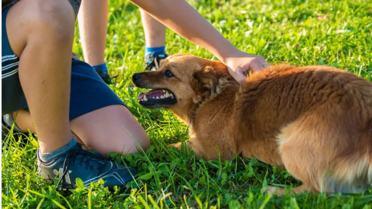 Should The Puppy Be Kept At Home After The Child Is Bitten