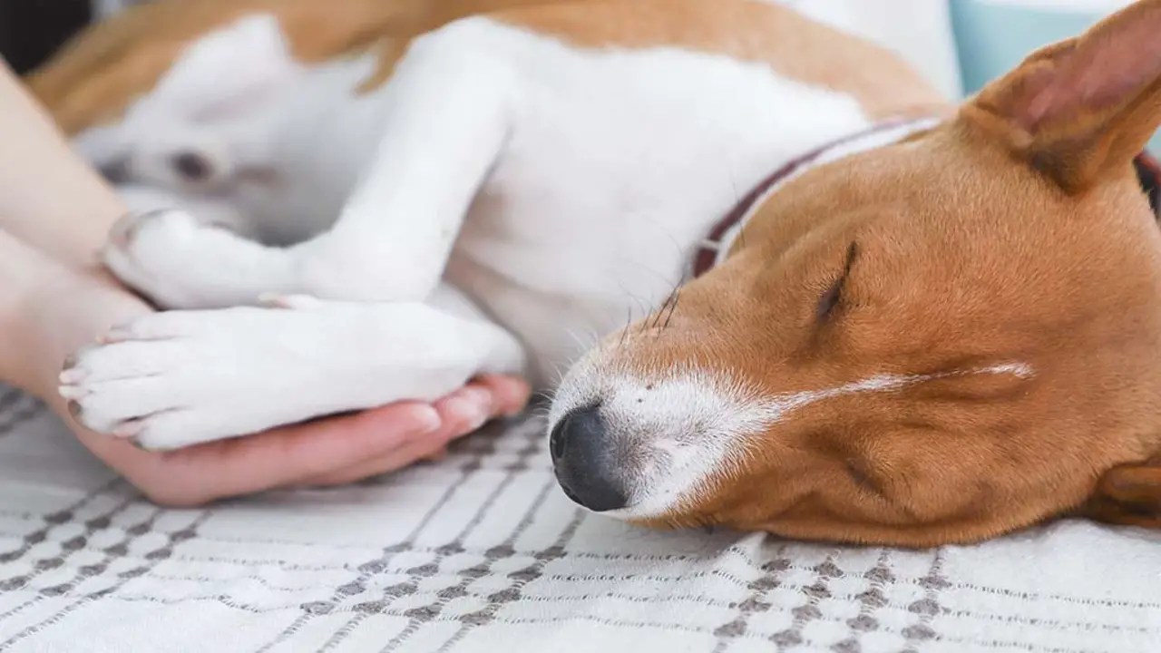 Signs That Dog Should Be Put Down