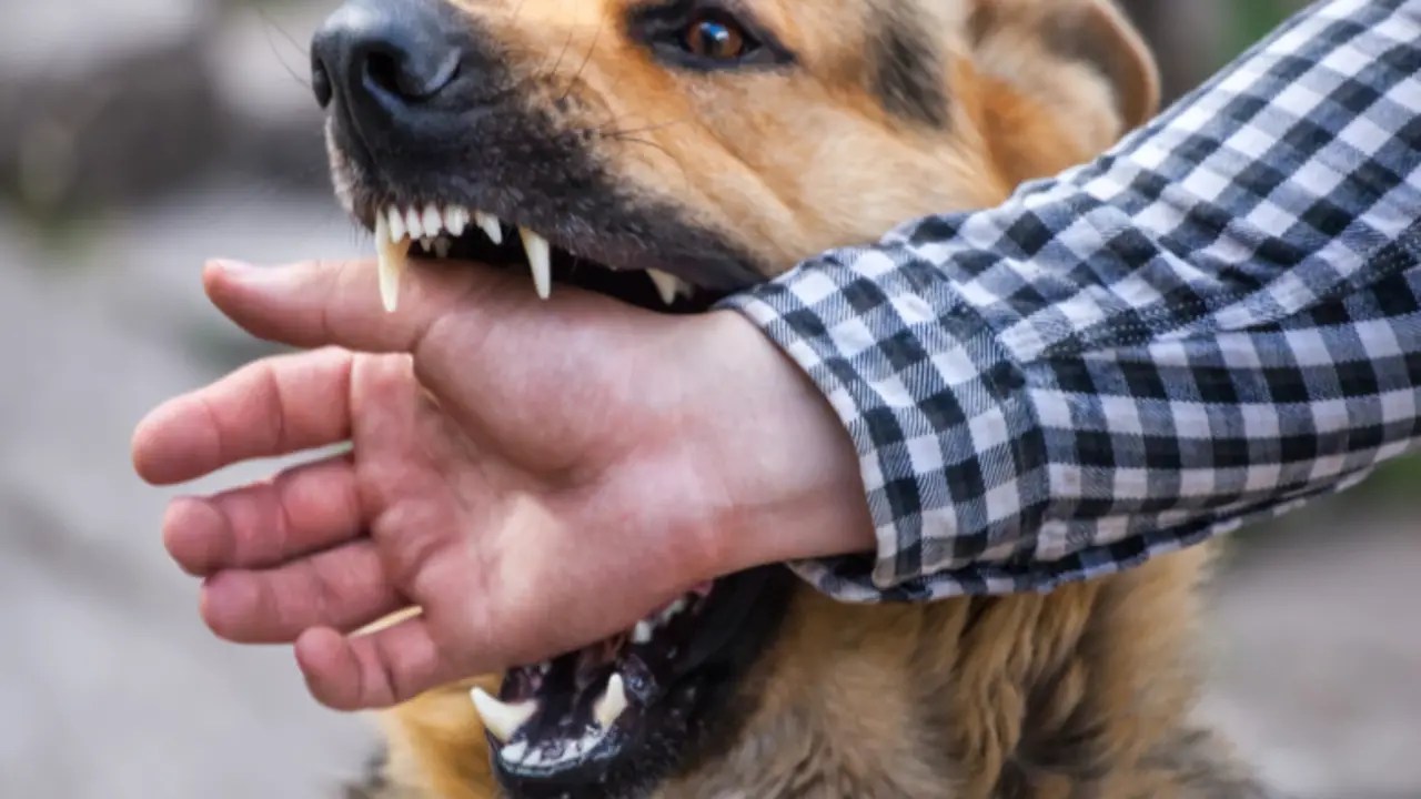 What Is the “One Bite” Rule for Dogs