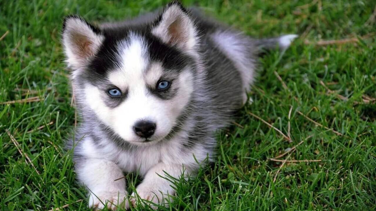 Why Do Huskies Sometimes React Negatively To Pomeranians