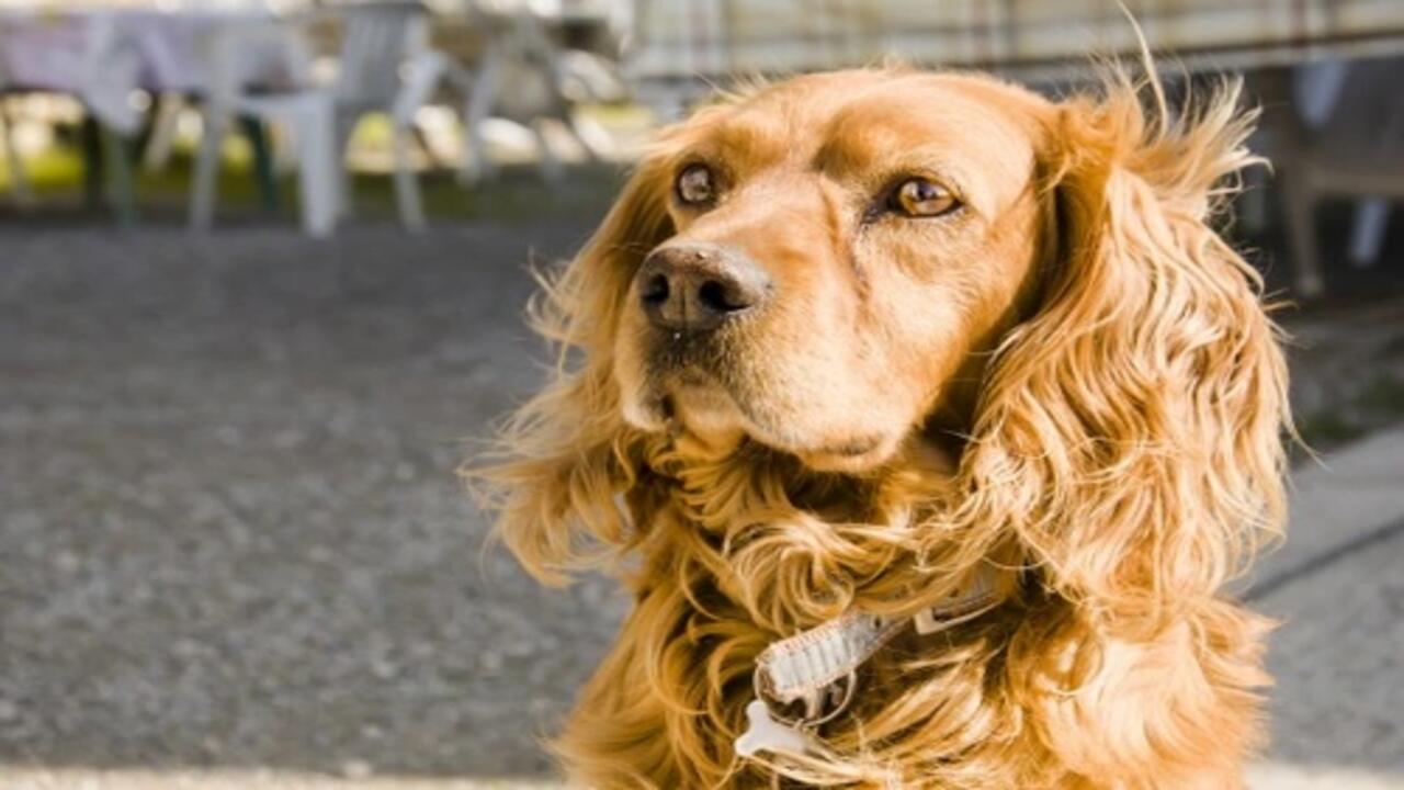 Behavior Towards Other Dogs