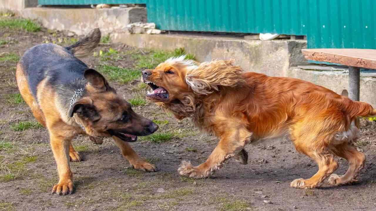 Cocker Spaniel Aggression – Cocker Rage