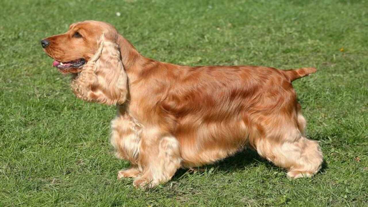 Cocker Spaniel Temperament
