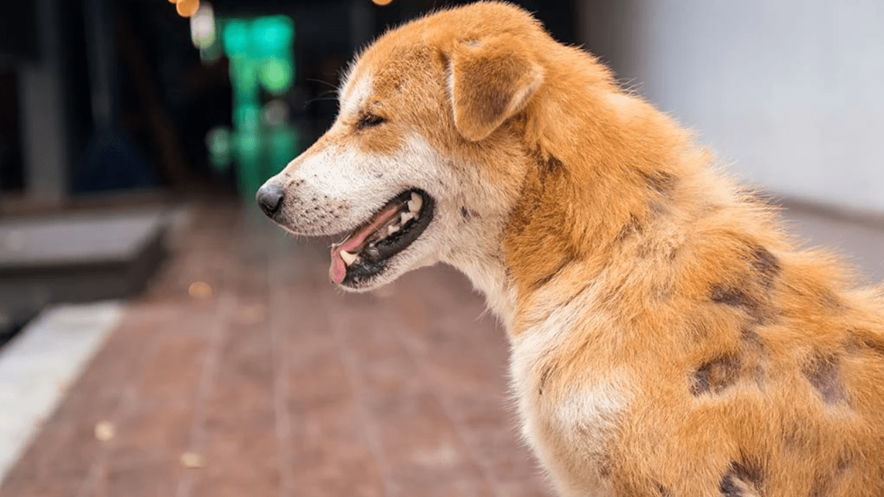 Nutritional Deficiencies