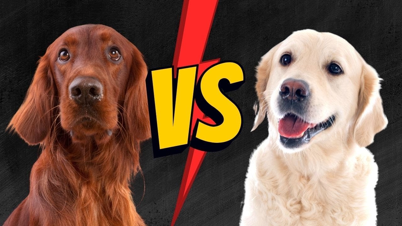 Shedding Comparison
