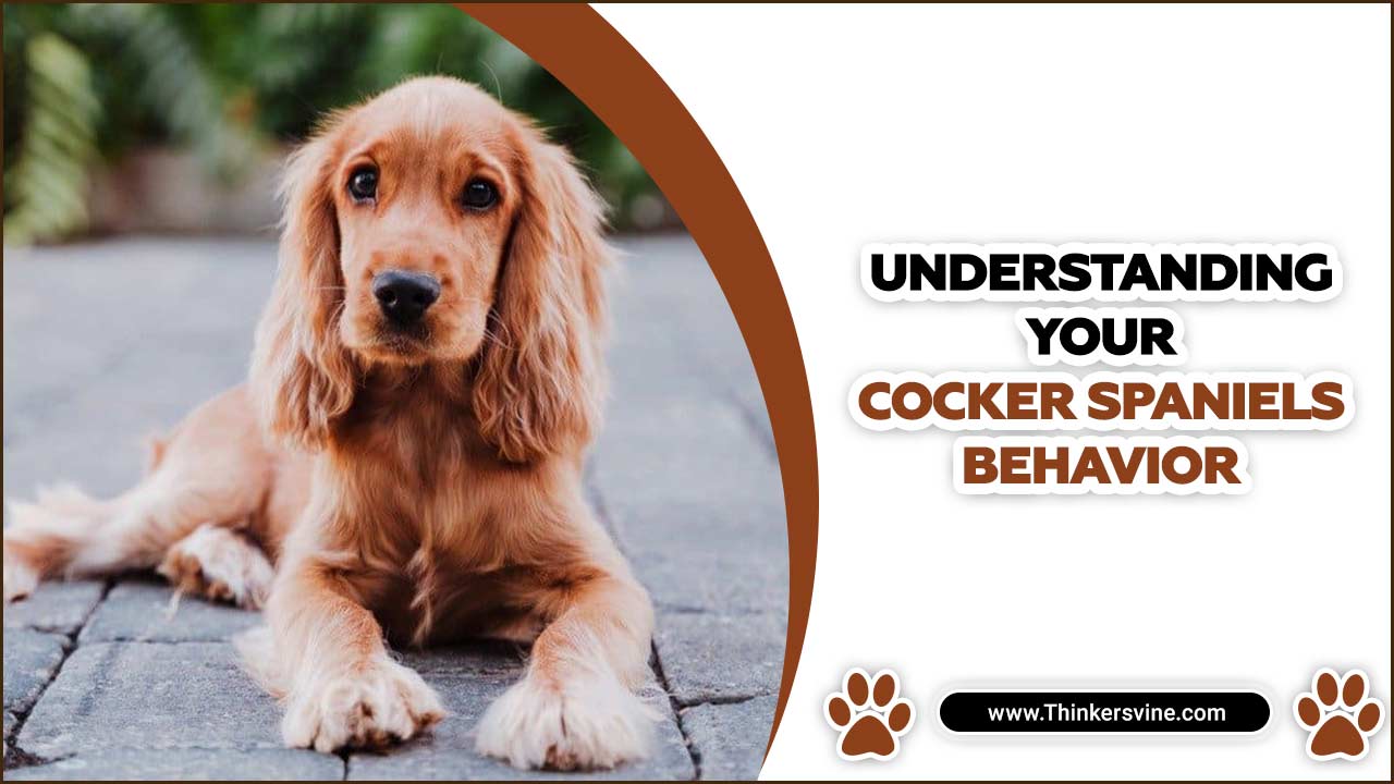 Understanding Your Cocker Spaniels Behavior