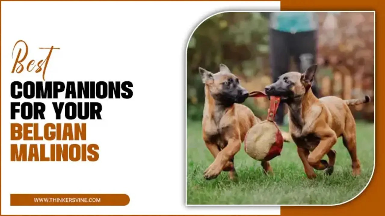 Best Companions For Your Belgian Malinois Best 10 Steps