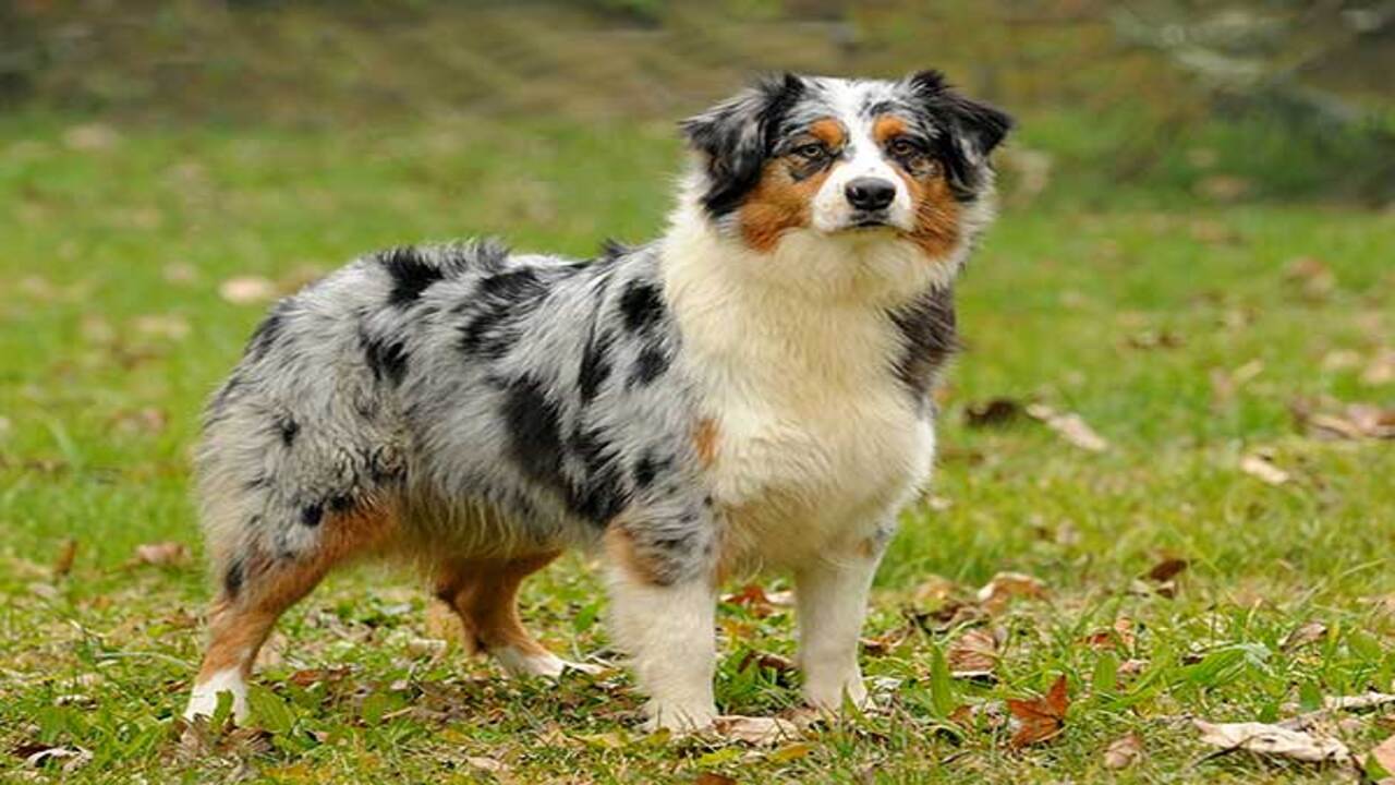Causes Of Mini Australian Shepherds Shedding