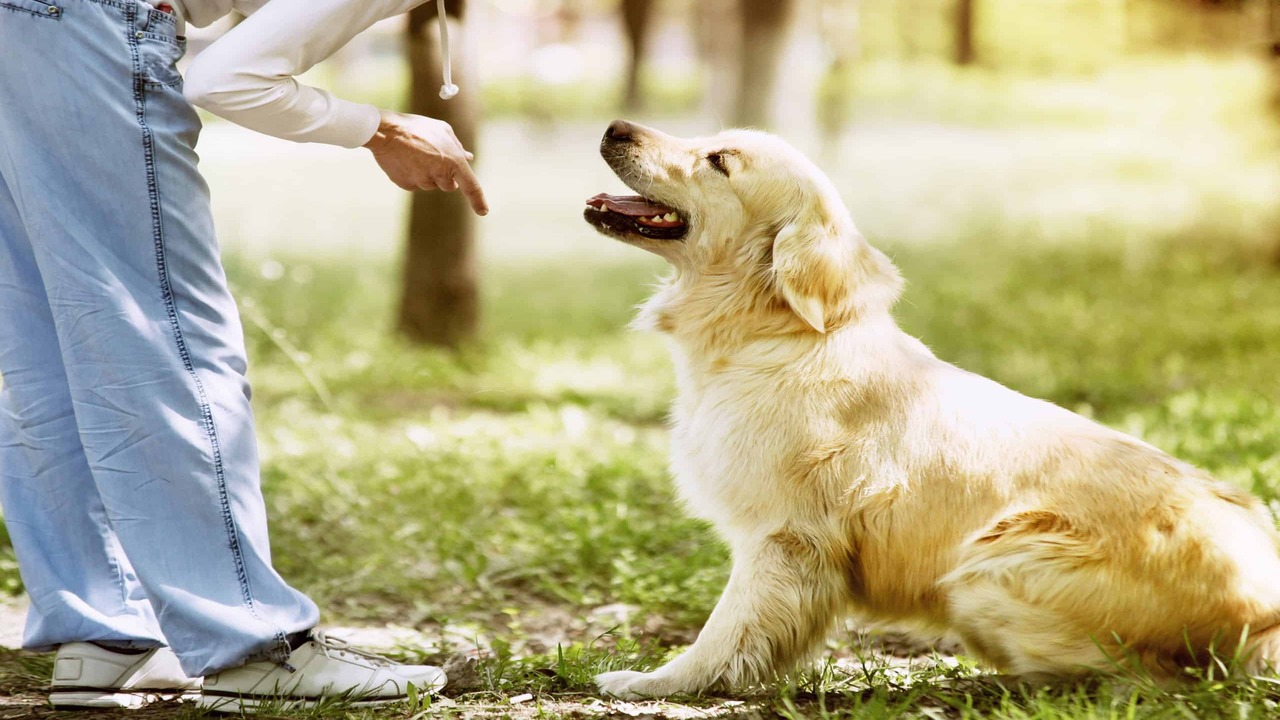 Discover Fascinating Golden Retriever Quirks!