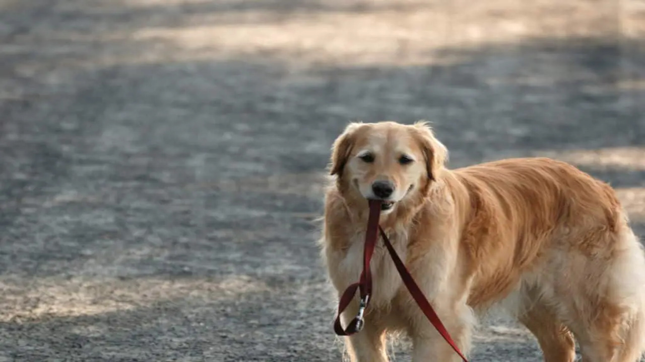 Essential Commands For Golden Retrievers