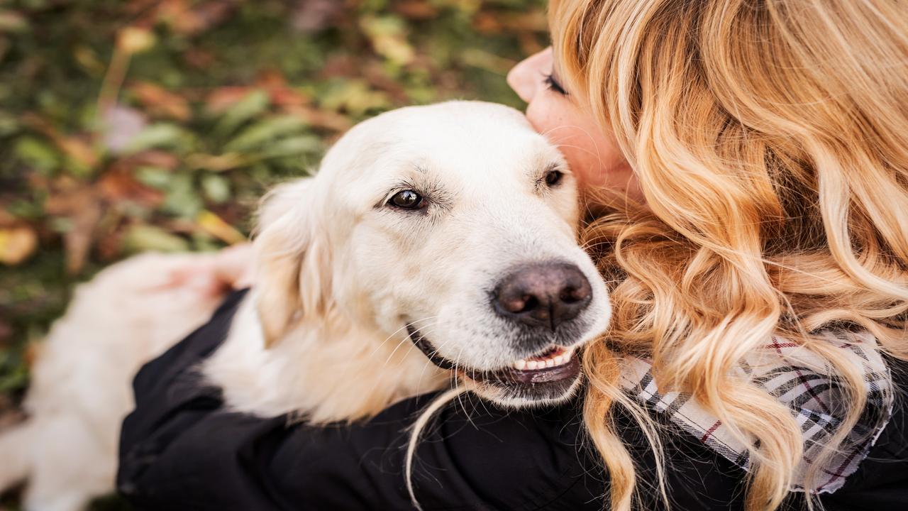 Essential Traits And Training For Service Dogs