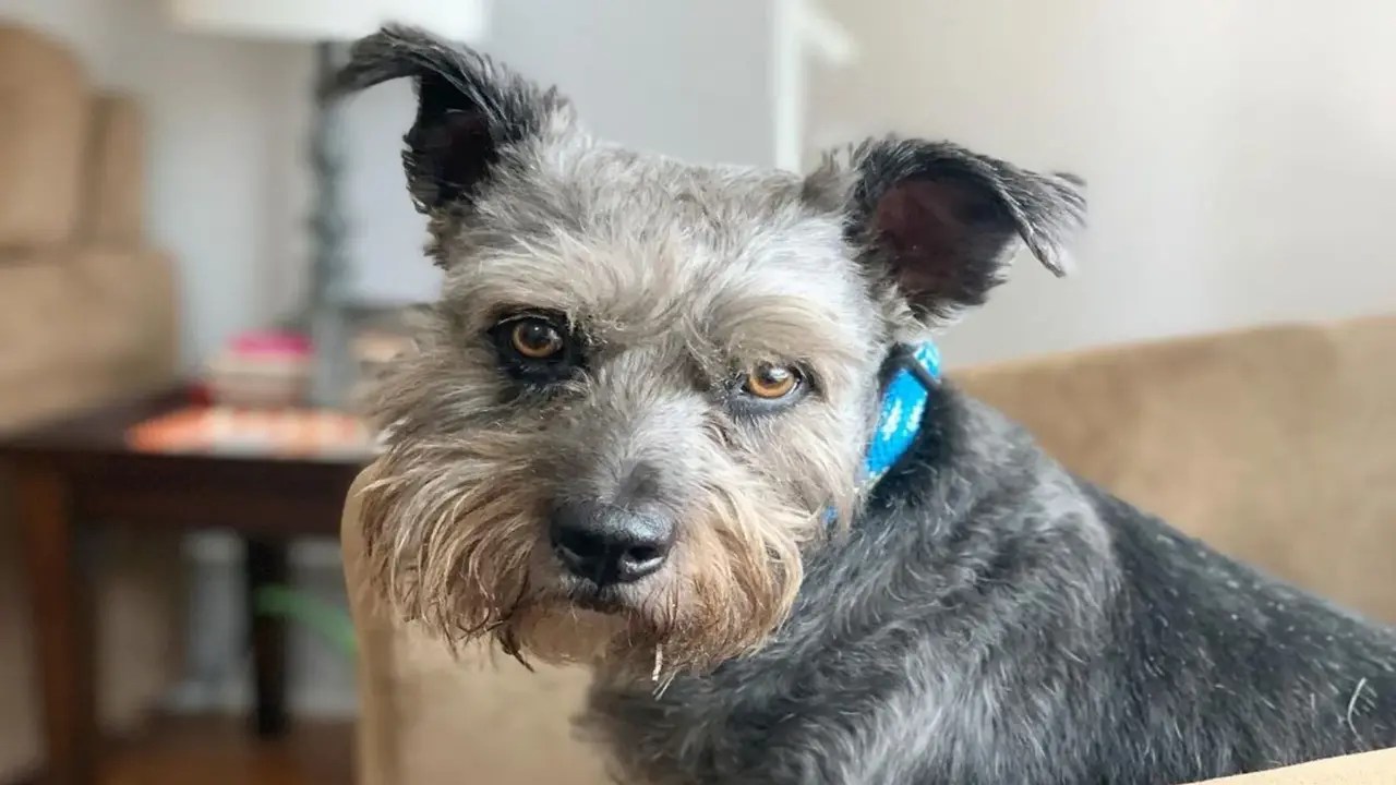Feeding Chart Of Schnauzer-Cocker Spaniel Mix