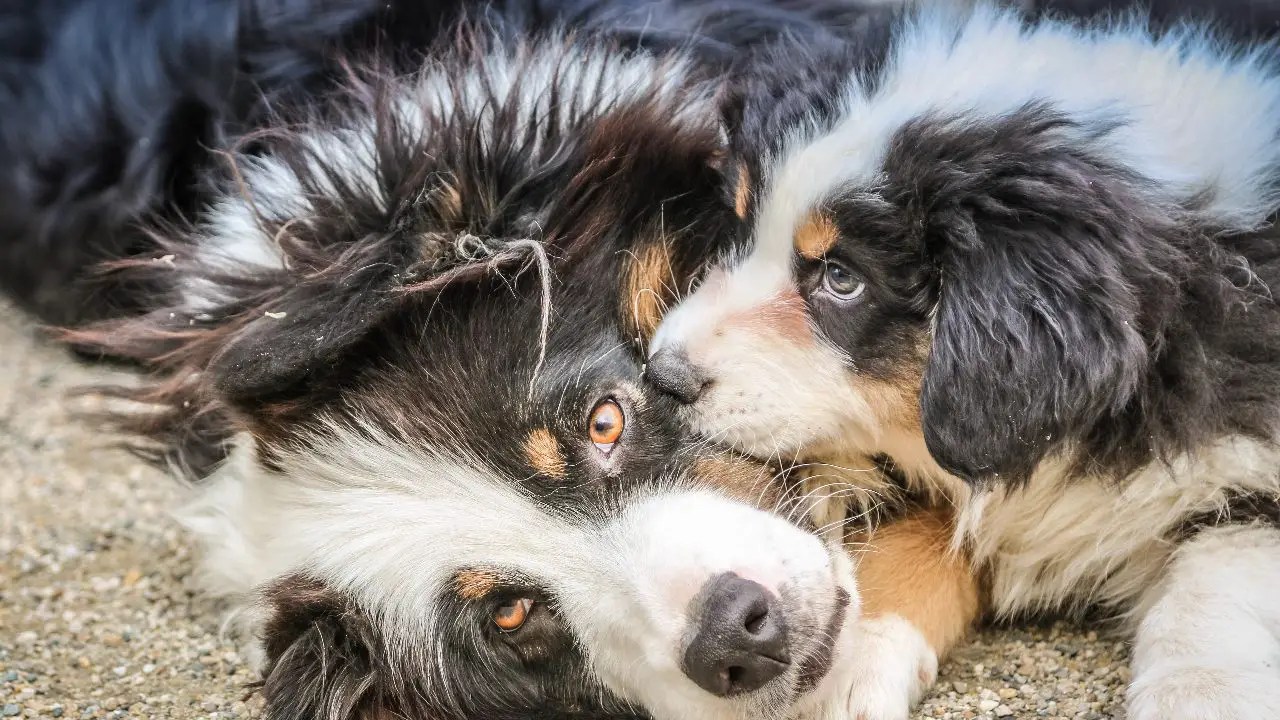 How Do Australian Shepherds Show Affection