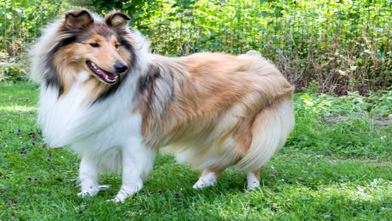 How To Care For A Rough Collie
