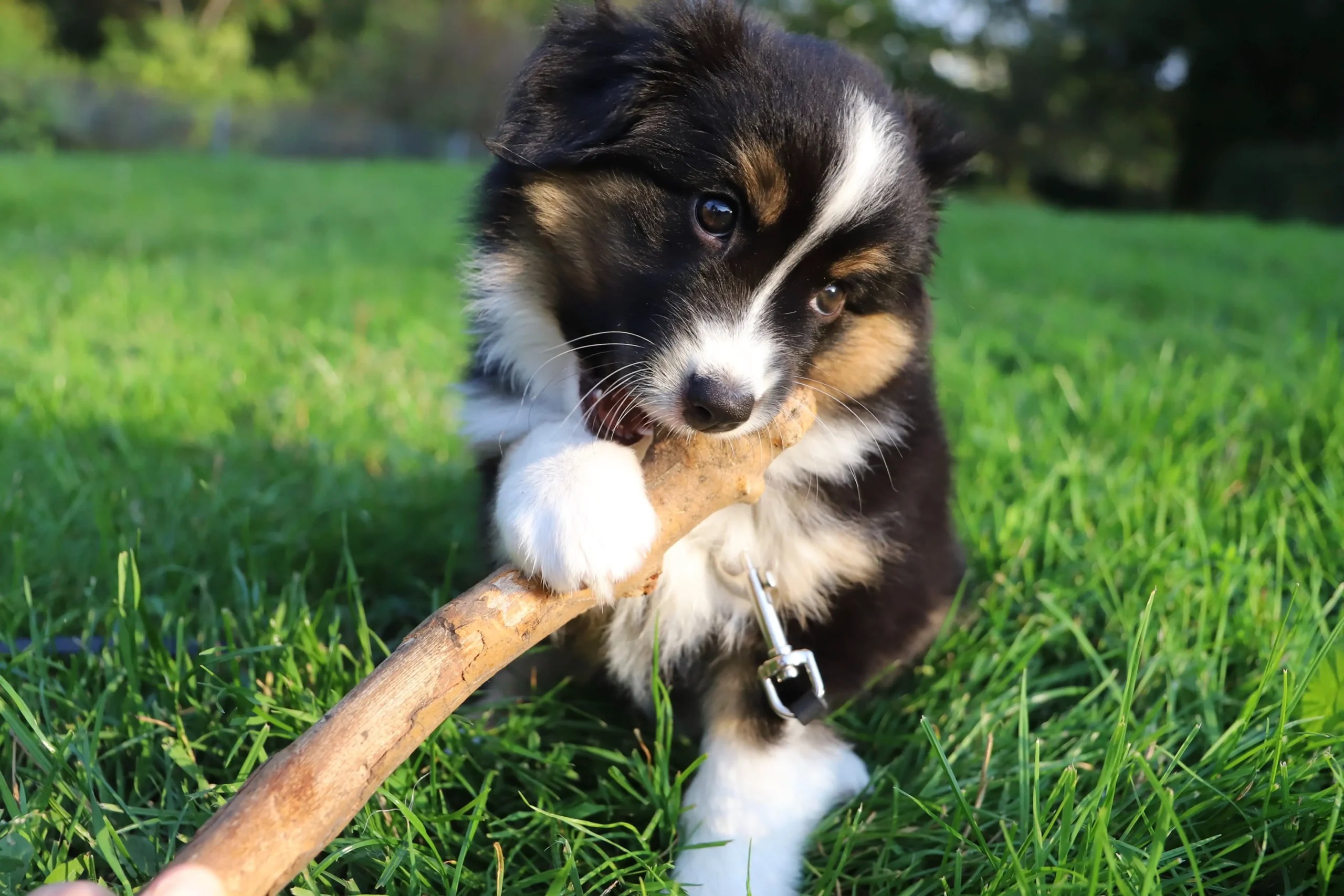 How To Crate Train Your Australian Shepherd Top 6 Tips