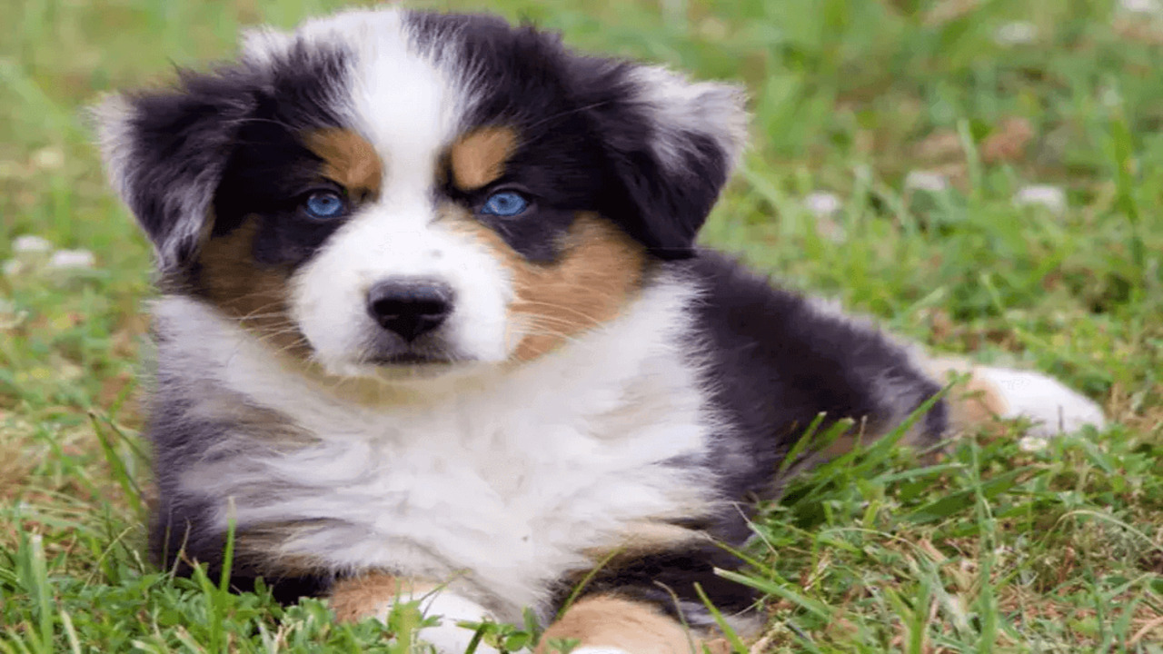 How To Incorporate Tug Of War Into Your Puppy's Exercise Routine