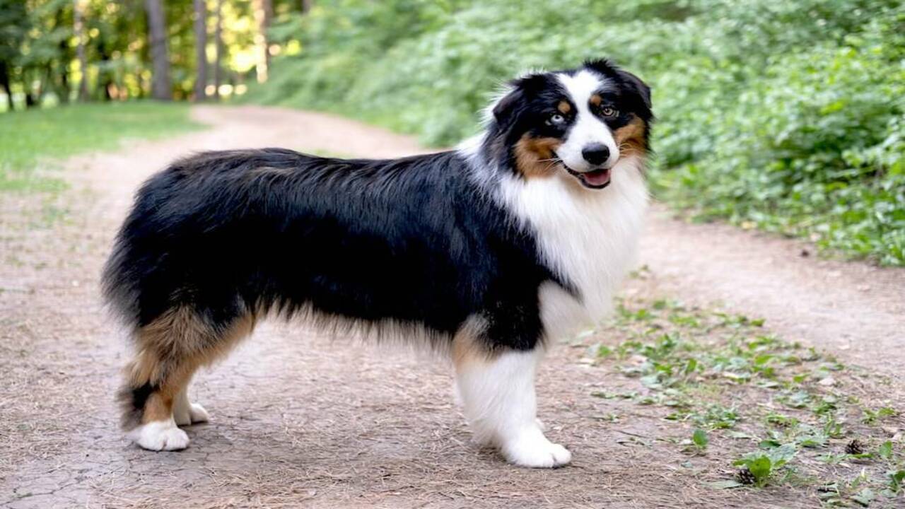 How To Reduce Mini Australian Shepard Shedding