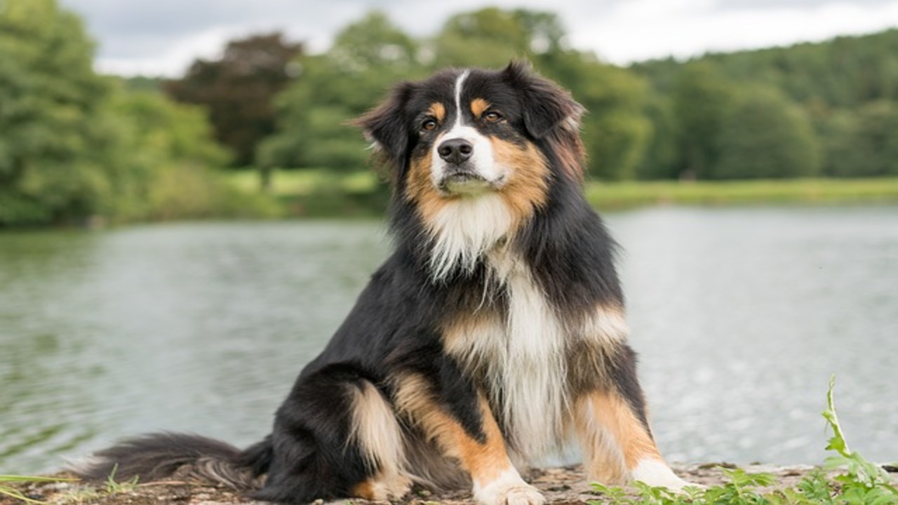 Is Jealousy A Behavioral Pattern In Australian Shepherds