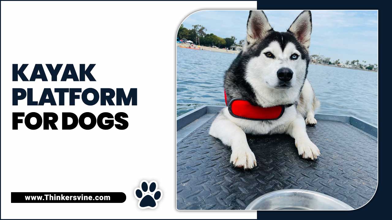 Kayak Platform For Dogs