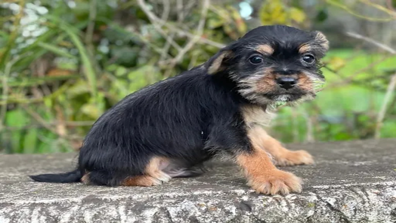 Looking For Reputable Schnocker Breeders