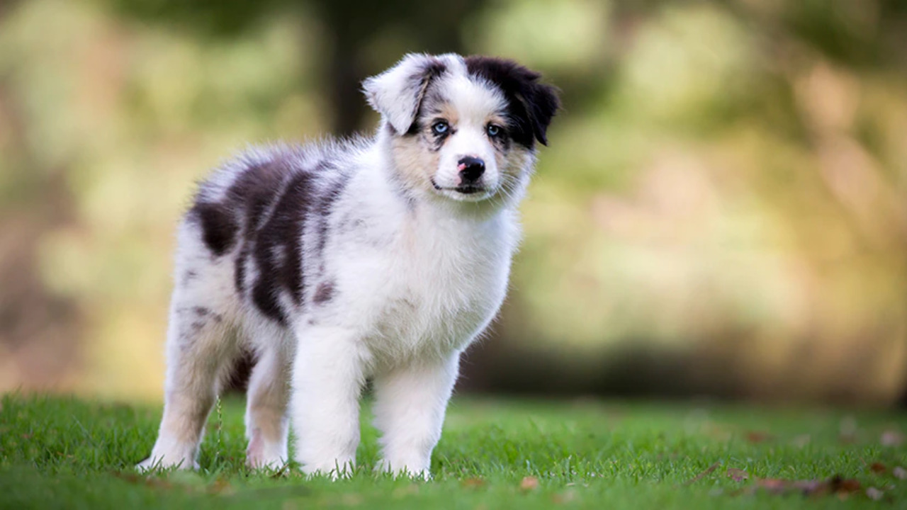Recognizing Your Puppy's Energy Levels