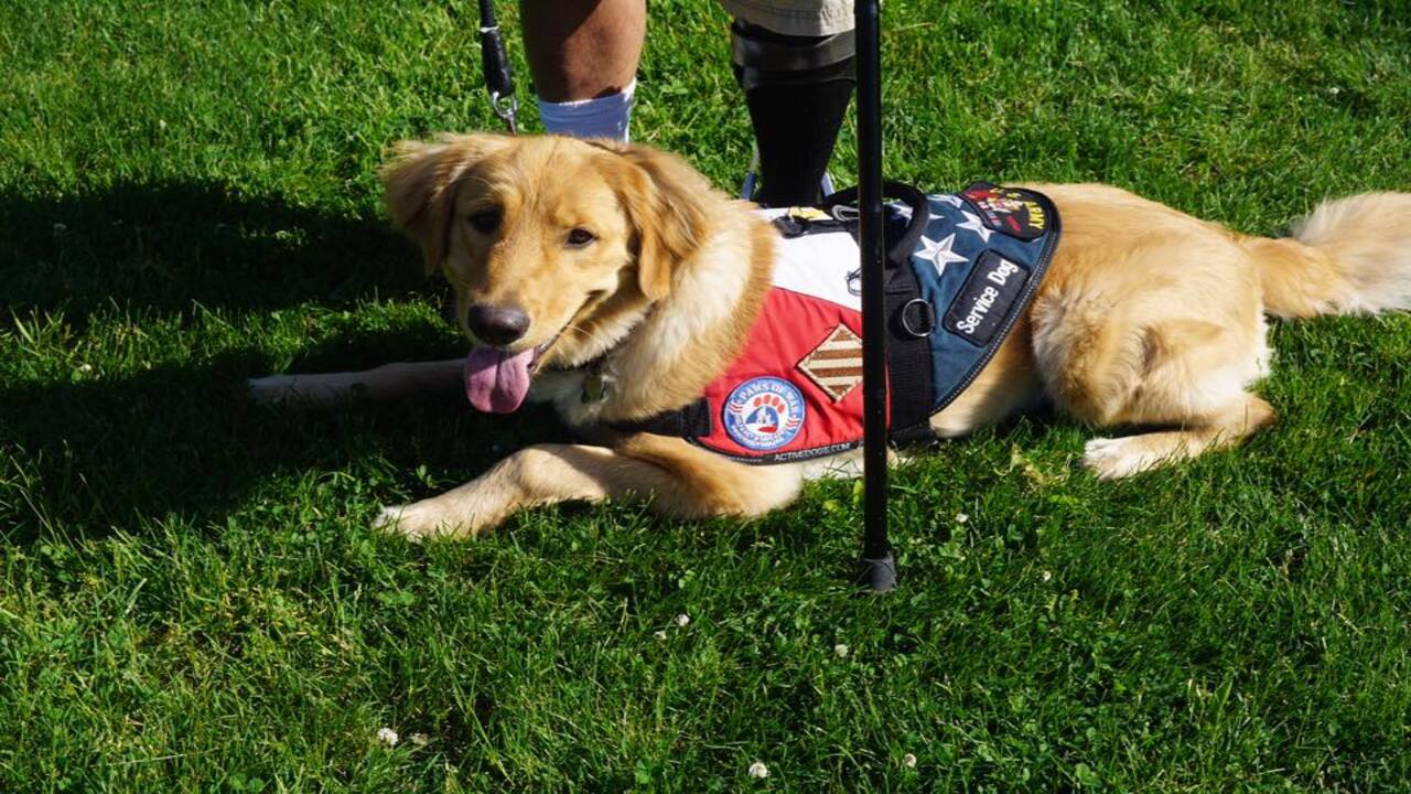 Service Dog Laws Nova Scotia Empowering Canine Heroes!