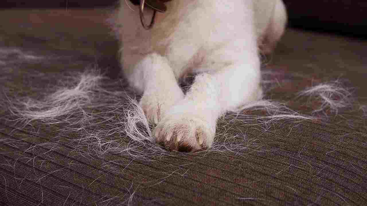 Shedding