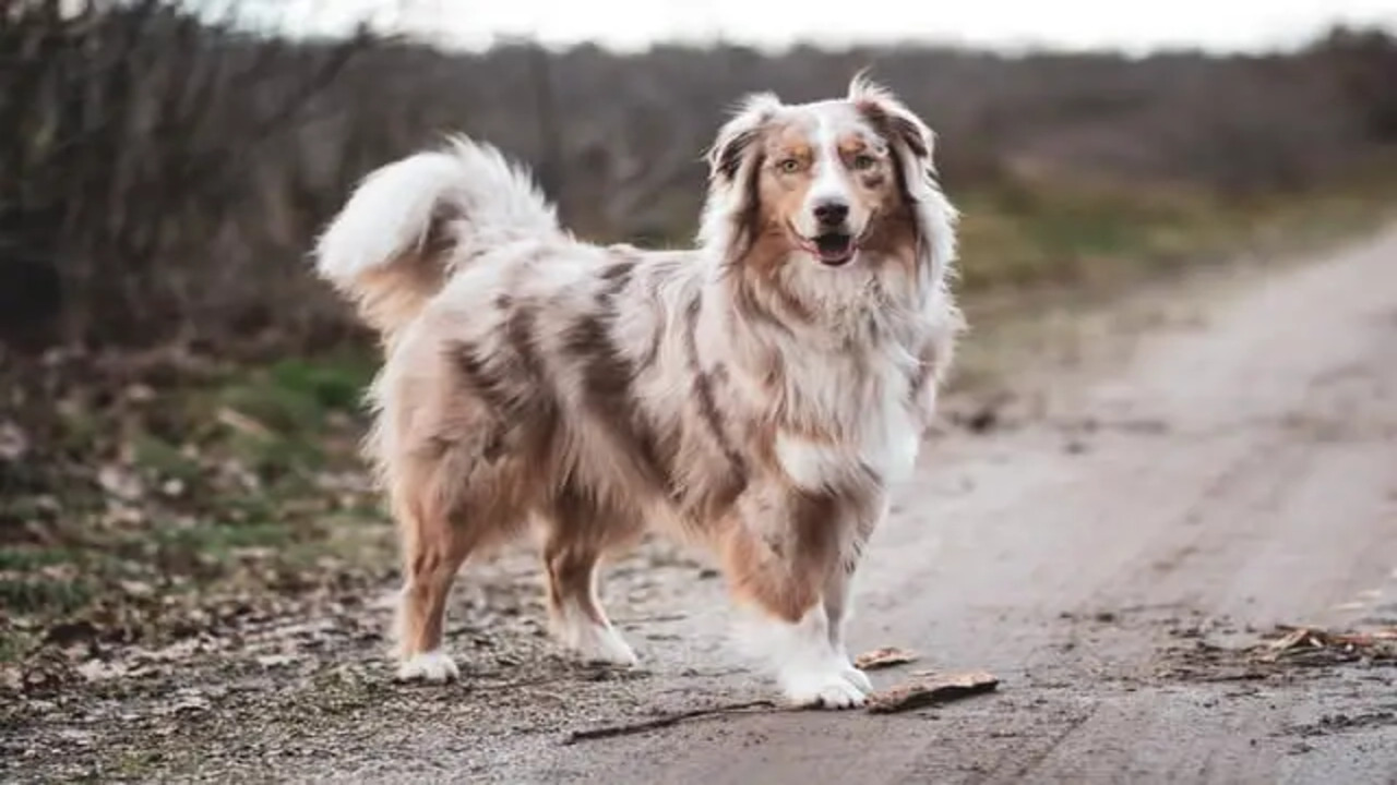 Red Tri Australian Shepherds All You Need To Know