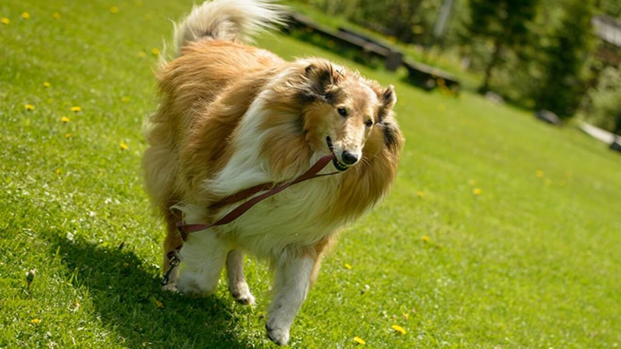 Training Rough Collies For Off-Leash Behavior