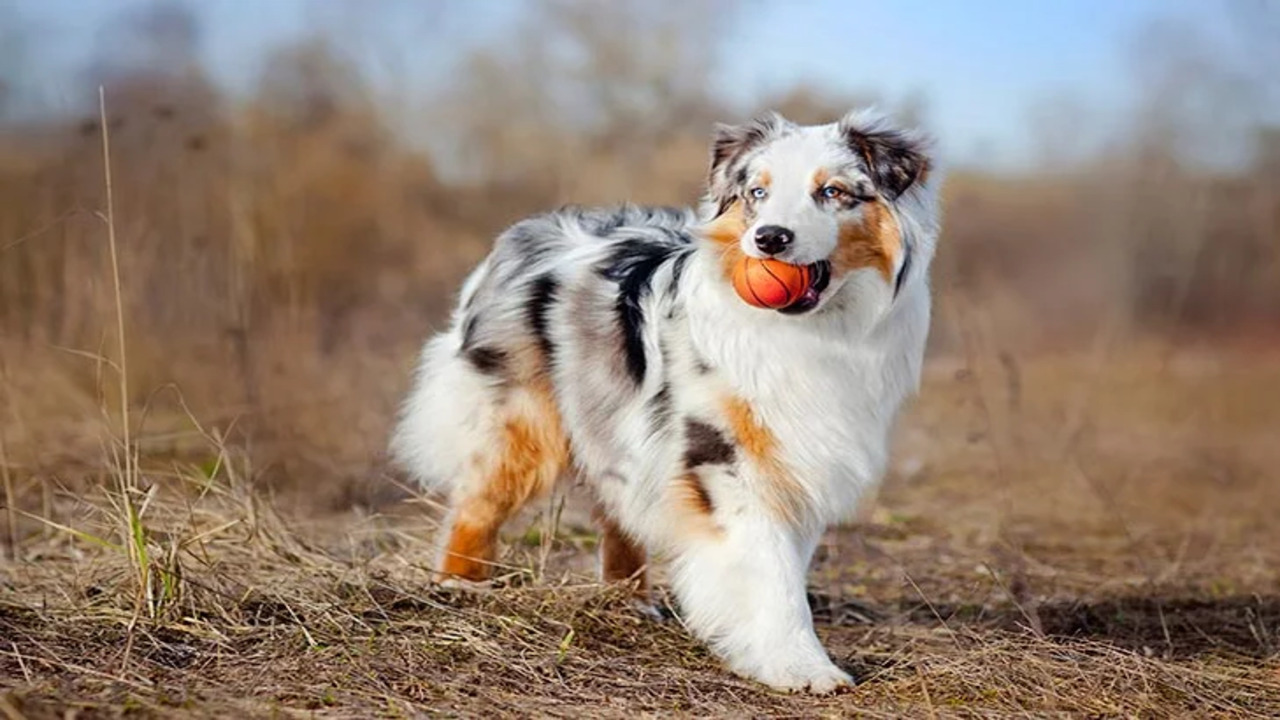 Understanding Australian Shepherds