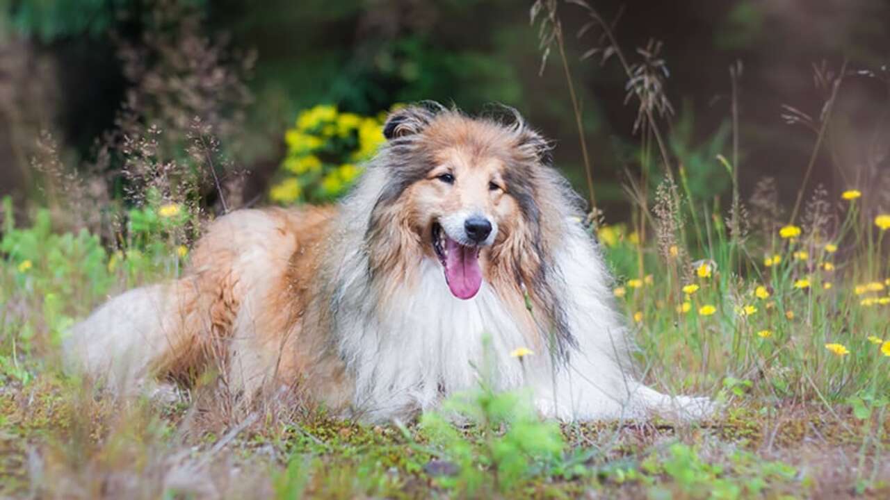 Understanding The Behavior Of Rough Collies